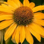 Echinacea purpurea SunMagic Vintage Mango Jeżówka- Rośliny od Ogrodnika Szkółka Barcikowscy