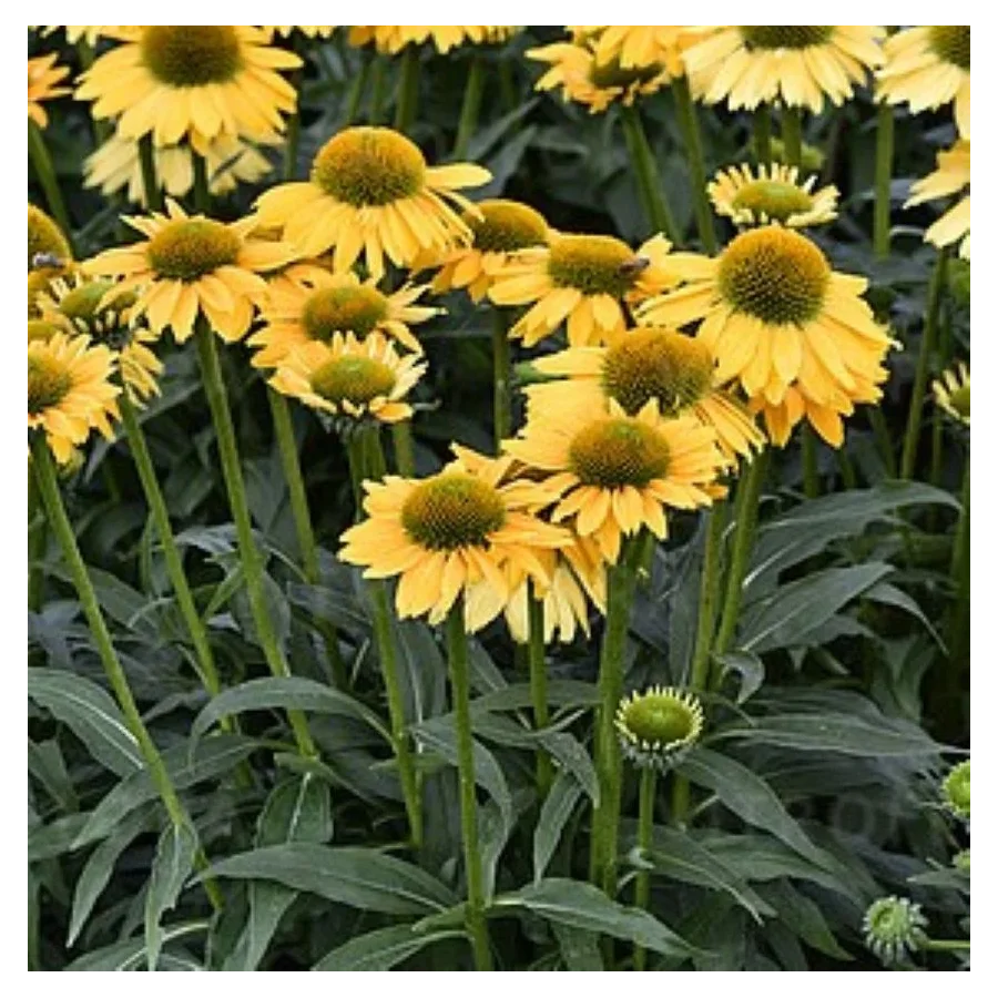 Echinacea purpurea SunMagic Vintage Mango Jeżówka- Rośliny od Ogrodnika Szkółka Barcikowscy