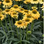 Echinacea purpurea SunMagic Vintage Mango Jeżówka- Rośliny od Ogrodnika Szkółka Barcikowscy