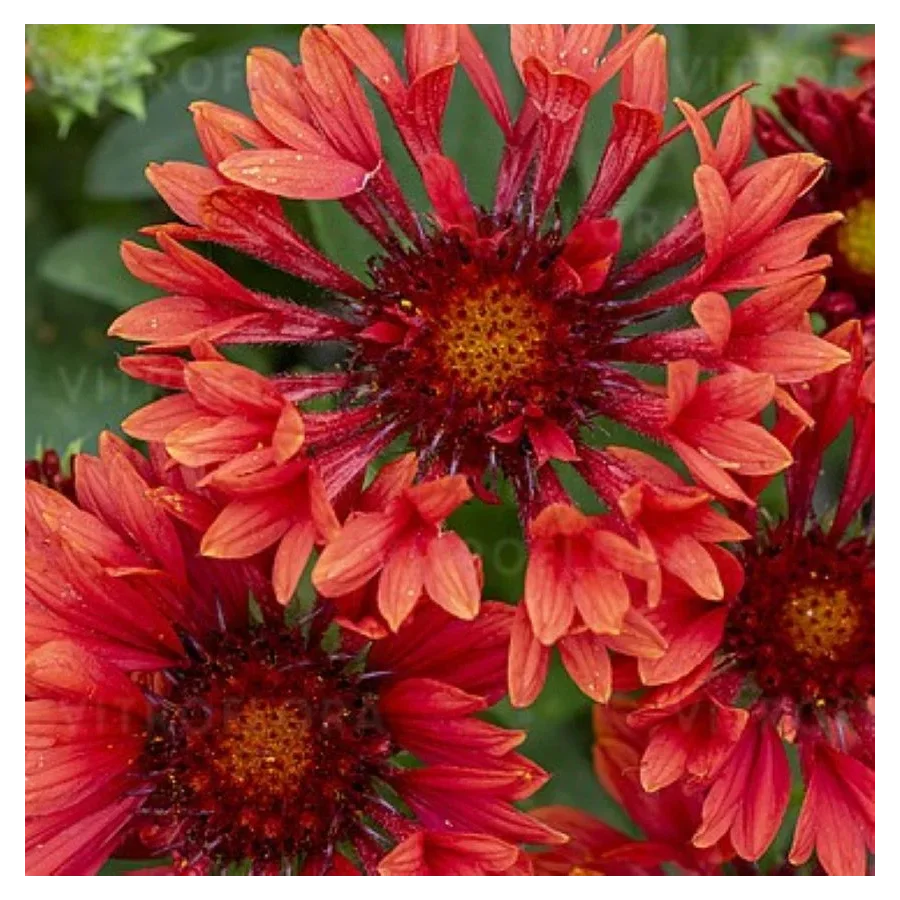 Gaillardia aristata SpinTop Mariachi Red Galiardia-Rośliny od Ogrodnika Szkółka Barcikowscy