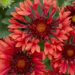 Gaillardia aristata SpinTop Mariachi Red Galiardia-Rośliny od Ogrodnika Szkółka Barcikowscy