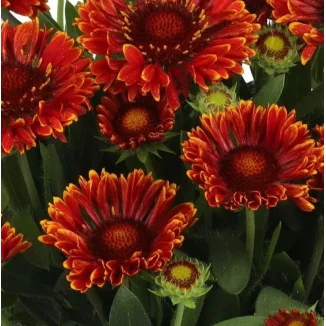 Gaillardia aristata SpinTop Mariachi Red Galiardia-Rośliny od Ogrodnika Szkółka Barcikowscy