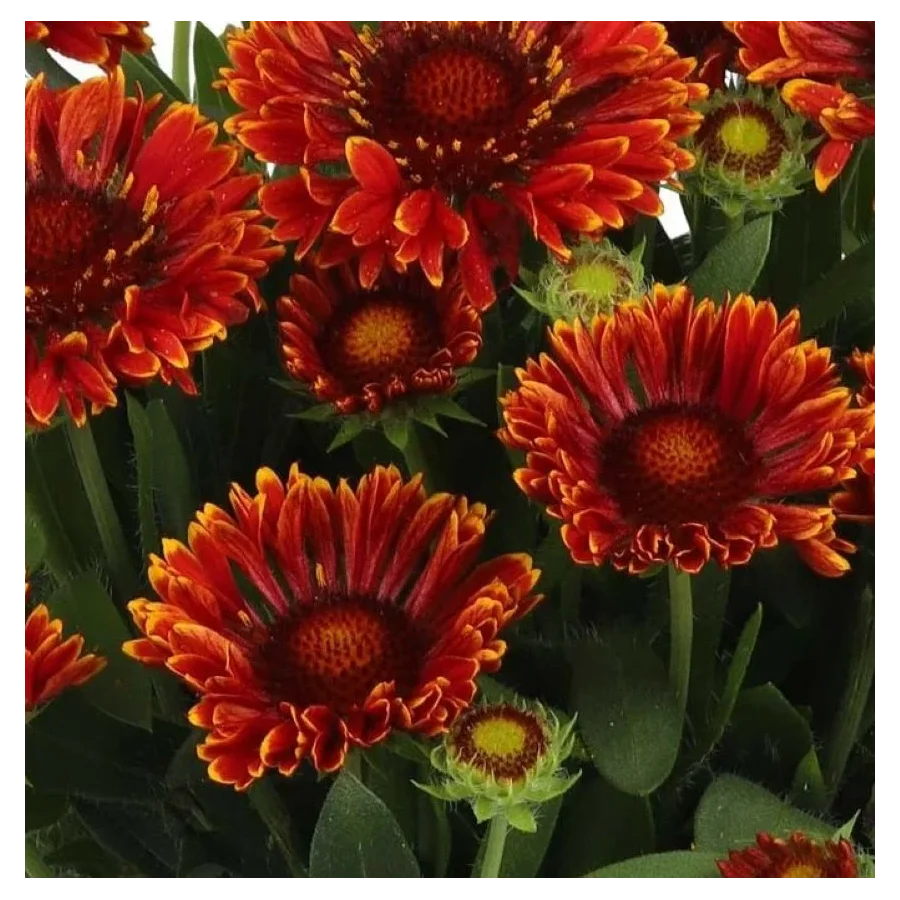 Gaillardia aristata SpinTop Mariachi Red Galiardia-Rośliny od Ogrodnika Szkółka Barcikowscy