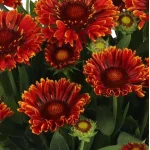 Gaillardia aristata SpinTop Mariachi Red Galiardia-Rośliny od Ogrodnika Szkółka Barcikowscy