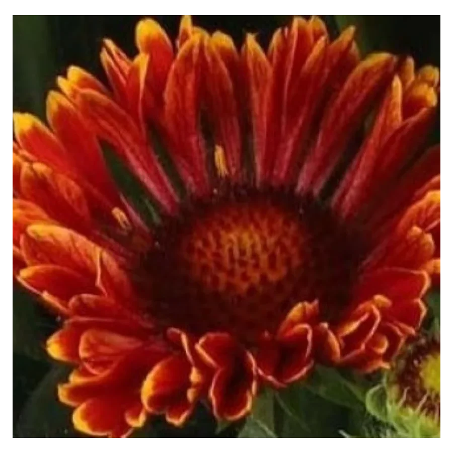 Gaillardia aristata SpinTop Mariachi Red Galiardia-Rośliny od Ogrodnika Szkółka Barcikowscy