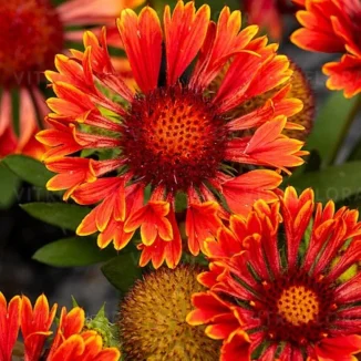 Gaillardia aristata SpinTop Mariachi Red Sky Galiardia- Rośliny od Ogrodnika Szkółka Barcikowscy