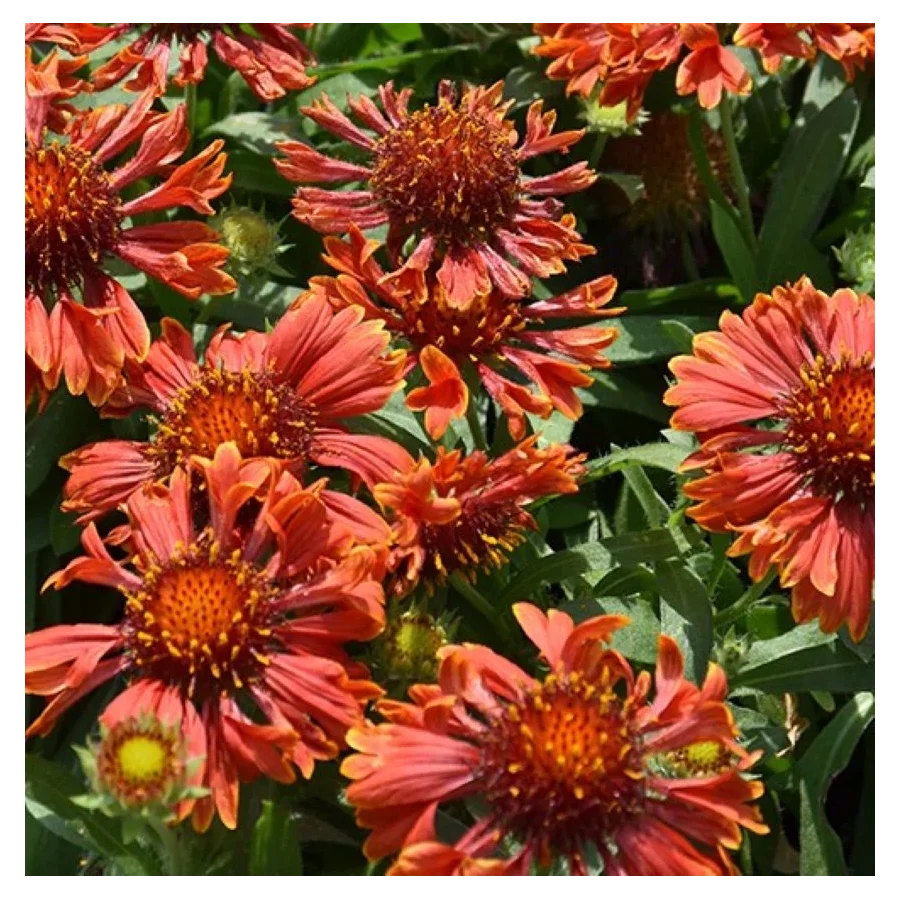 Gaillardia aristata SpinTop Mariachi Red Sky Galiardia- Rośliny od Ogrodnika Szkółka Barcikowscy