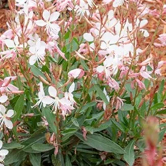 Gaura lindheimeri Graceful Blush  Gaura