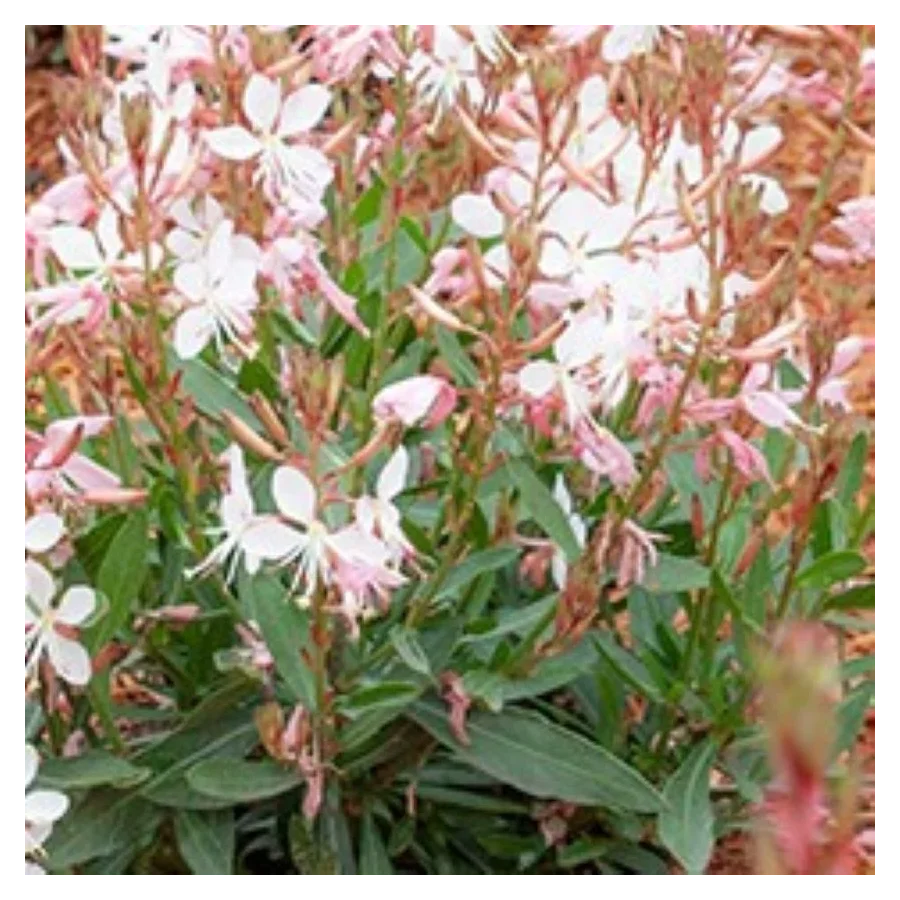Gaura lindheimeri Graceful Blush  Gaura