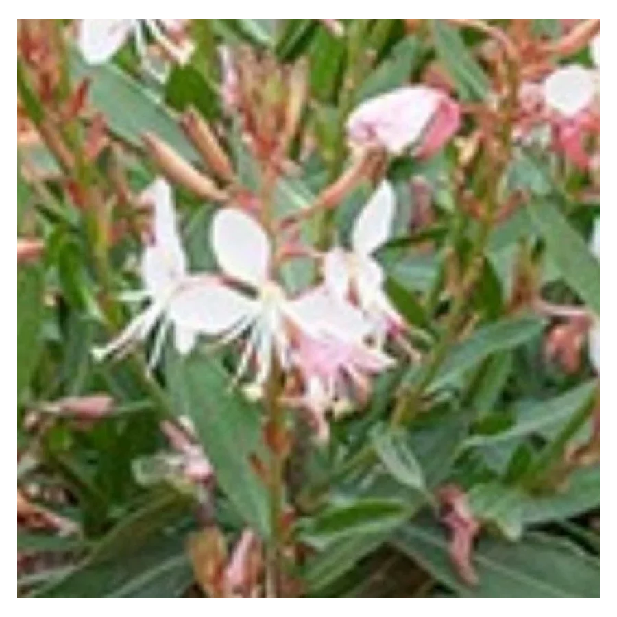 Gaura lindheimeri Graceful Blush  Gaura
