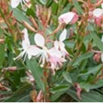 Gaura lindheimeri Graceful Blush  Gaura
