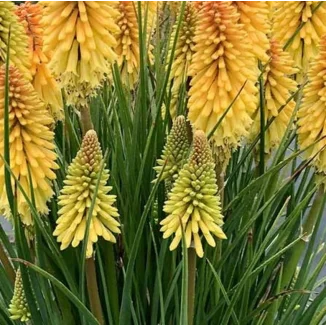 Kniphofia Poco Butter Brickle Trytoma- Rośliny od Ogrodnika Szkółka Barcikowscy