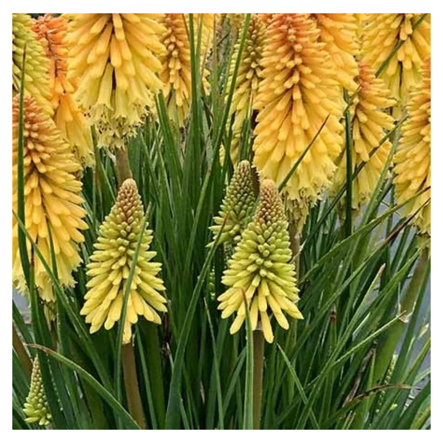 Kniphofia Poco Butter Brickle Trytoma- Rośliny od Ogrodnika Szkółka Barcikowscy