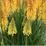 Kniphofia Poco Butter Brickle Trytoma- Rośliny od Ogrodnika Szkółka Barcikowscy