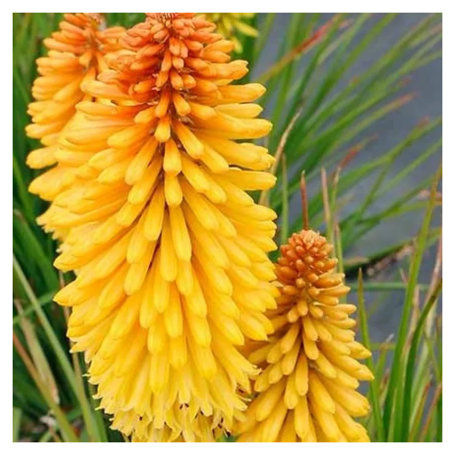 Kniphofia Poco Butter Brickle Trytoma- Rośliny od Ogrodnika Szkółka Barcikowscy
