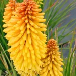 Kniphofia Poco Butter Brickle Trytoma- Rośliny od Ogrodnika Szkółka Barcikowscy