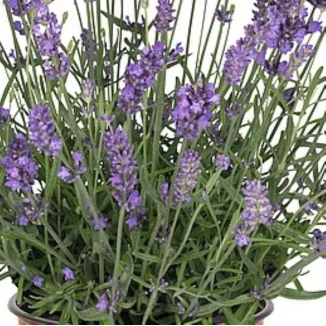 Lavandula ang. La Diva Spirit Purple Blue Lawenda- Rośliny od Ogrodnika Szkółka Barcikowscy