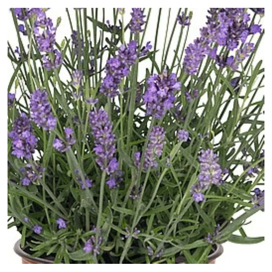 Lavandula ang. La Diva Spirit Purple Blue Lawenda- Rośliny od Ogrodnika Szkółka Barcikowscy