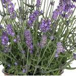 Lavandula ang. La Diva Spirit Purple Blue Lawenda- Rośliny od Ogrodnika Szkółka Barcikowscy