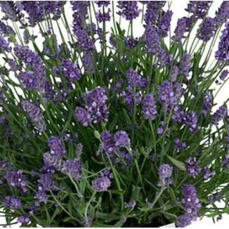 Lavandula angustifolia Layla Presto Blue Lavenda- Rośliny od Ogrodnika Szkółka Barcikowscy