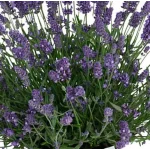 Lavandula angustifolia Layla Presto Blue Lavenda- Rośliny od Ogrodnika Szkółka Barcikowscy