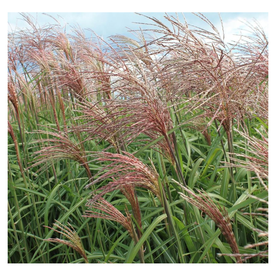 Miscanthus sinensis Flamingo Miskant chiński- Rośliny od Ogrodnika Szkółka Barcikowscy