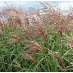 Miscanthus sinensis Flamingo Miskant chiński- Rośliny od Ogrodnika Szkółka Barcikowscy