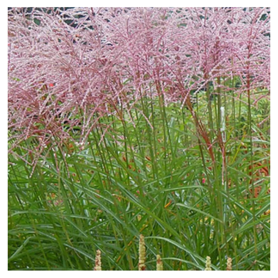 Miscanthus sinensis Flamingo Miskant chiński- Rośliny od Ogrodnika Szkółka Barcikowscy
