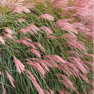 Miscanthus sinensis Flamingo Miskant chiński- Rośliny od Ogrodnika Szkółka Barcikowscy