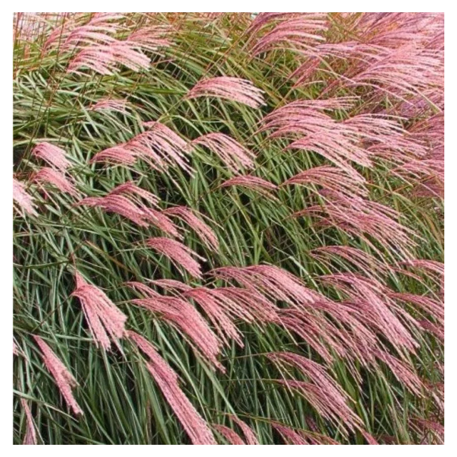 Miscanthus sinensis Flamingo Miskant chiński- Rośliny od Ogrodnika Szkółka Barcikowscy