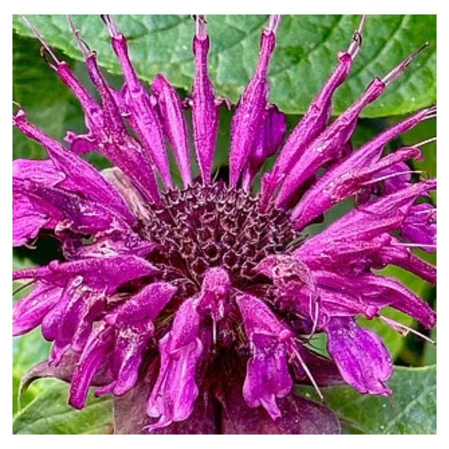 Monarda hybrida Danish Dark Pysznogłówka- Rośliny od Ogrodnika Szkółka Barcikowscy