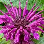 Monarda hybrida Danish Dark Pysznogłówka- Rośliny od Ogrodnika Szkółka Barcikowscy