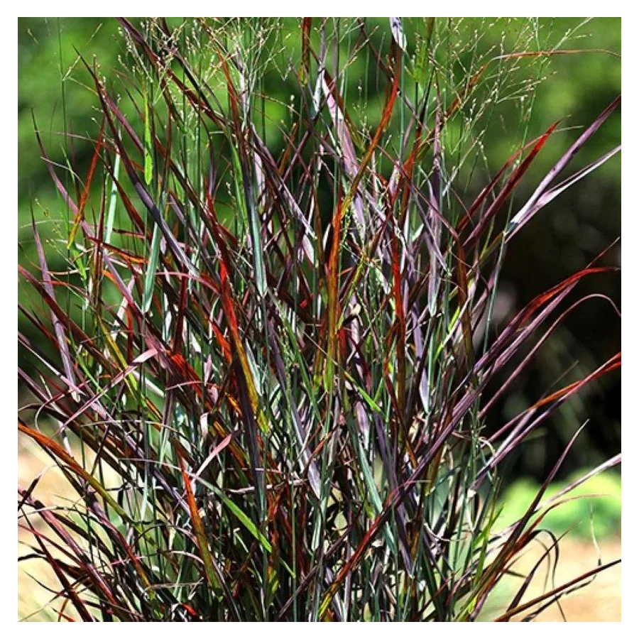 Panicum virgatum Glowberry Proso rózgowe- Rośliny od Ogrodnika Szkółka Barcikowscy
