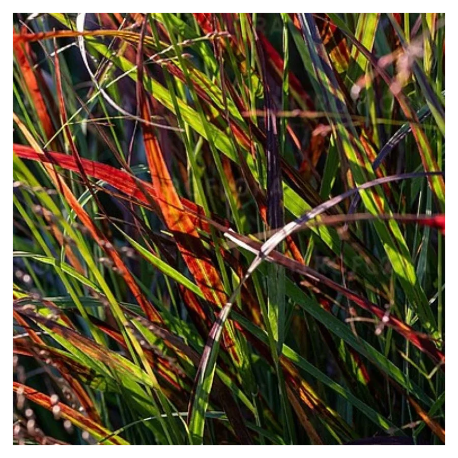 Panicum virgatum Glowberry Proso rózgowe- Rośliny od Ogrodnika Szkółka Barcikowscy