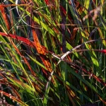 Panicum virgatum Glowberry Proso rózgowe- Rośliny od Ogrodnika Szkółka Barcikowscy