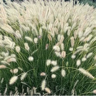 Pennisetum alopecuroides Neon Lights - Rośliny od Ogrodnika Szkółka Barcikowscy