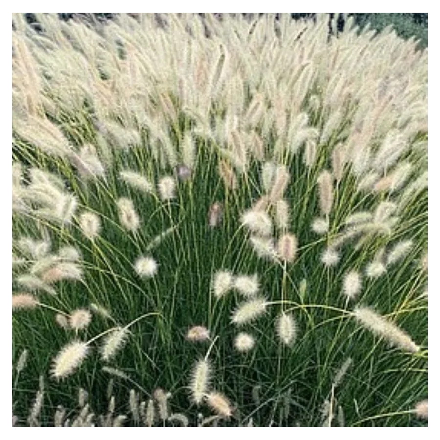 Pennisetum alopecuroides Neon Lights - Rośliny od Ogrodnika Szkółka Barcikowscy