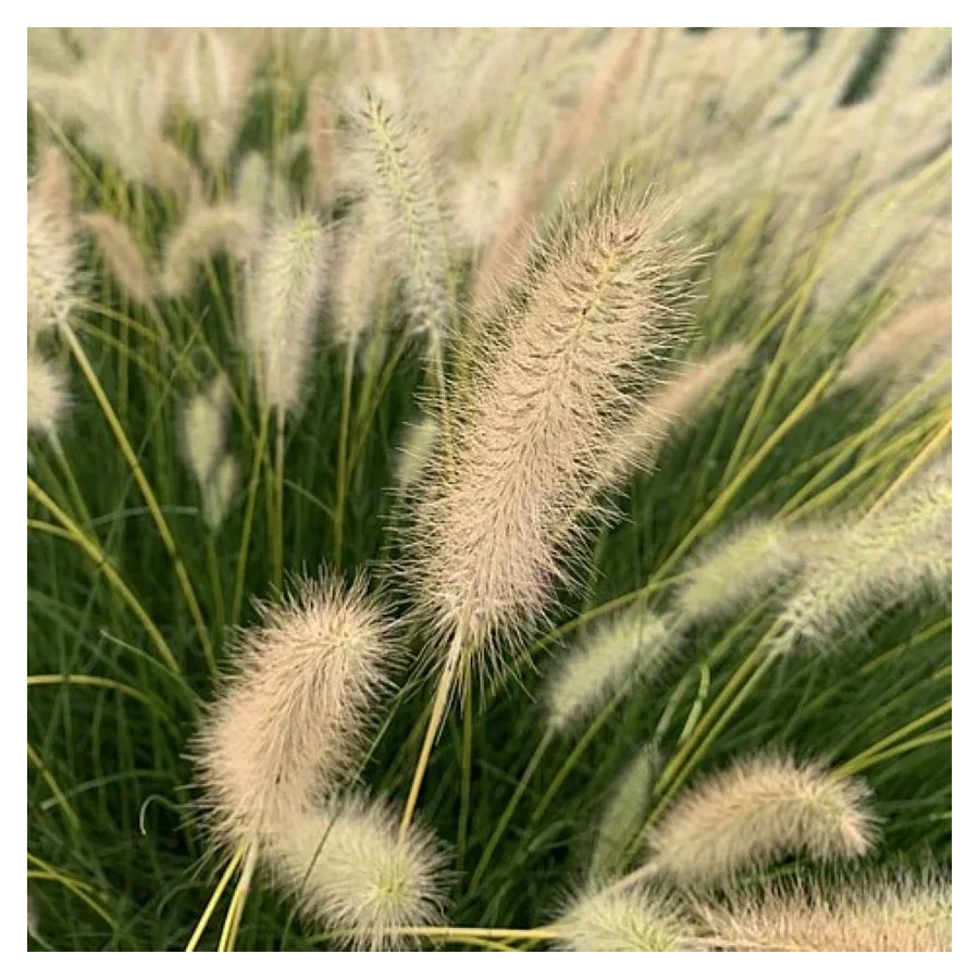 Pennisetum alopecuroides Neon Lights - Rośliny od Ogrodnika Szkółka Barcikowscy