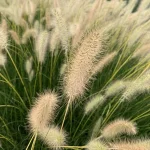 Pennisetum alopecuroides Neon Lights - Rośliny od Ogrodnika Szkółka Barcikowscy