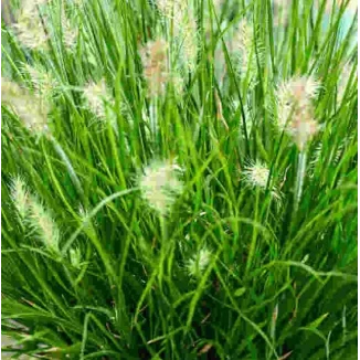 Pennisetum Tiny Twinkler Rozplenica japońska- Rośliny od Ogrodnika Szkółka Barcikowscy