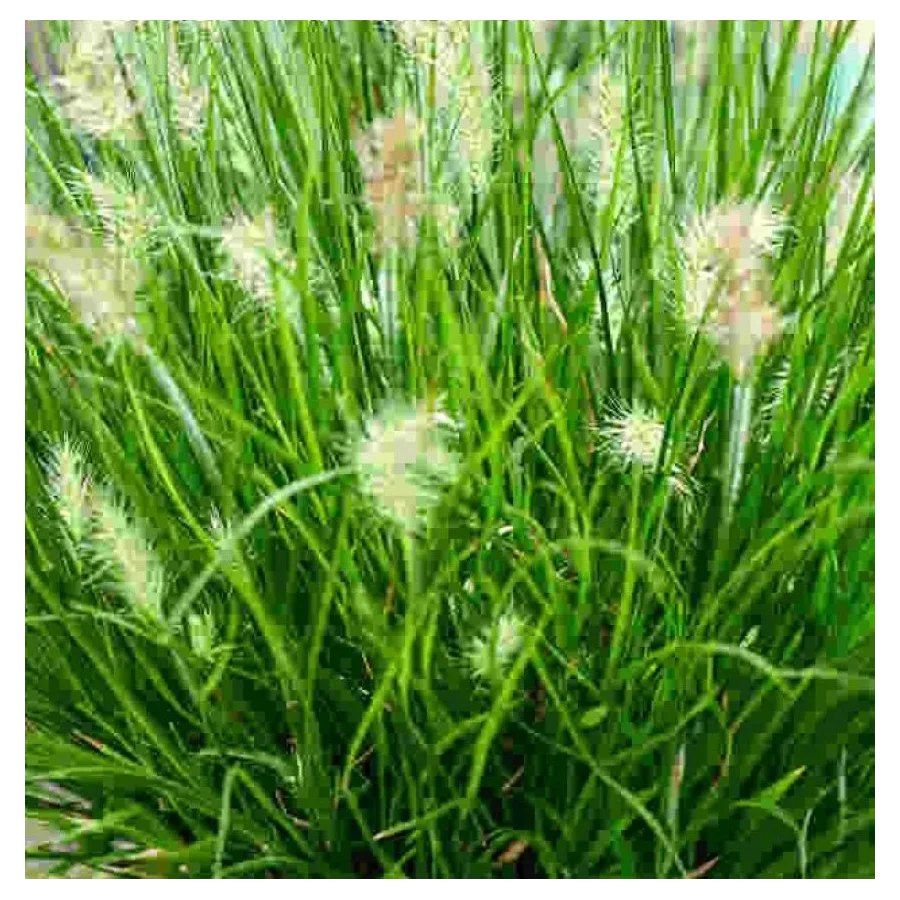 Pennisetum Tiny Twinkler Rozplenica japońska- Rośliny od Ogrodnika Szkółka Barcikowscy