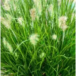 Pennisetum Tiny Twinkler Rozplenica japońska- Rośliny od Ogrodnika Szkółka Barcikowscy