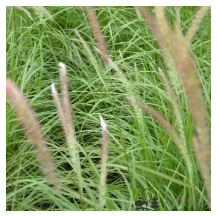 Pennisetum Tiny Twinkler Rozplenica japońska- Rośliny od Ogrodnika Szkółka Barcikowscy