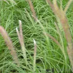 Pennisetum Tiny Twinkler Rozplenica japońska- Rośliny od Ogrodnika Szkółka Barcikowscy