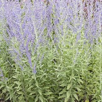 Perovska atriplicifolia Zasha Perowska- Rośliny od Ogrodnika Szkółka Barcikowscy