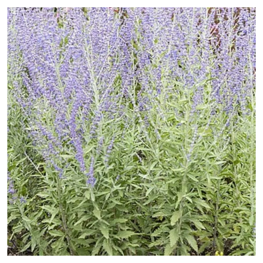 Perovska atriplicifolia Zasha Perowska- Rośliny od Ogrodnika Szkółka Barcikowscy