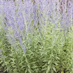 Perovska atriplicifolia Zasha Perowska- Rośliny od Ogrodnika Szkółka Barcikowscy