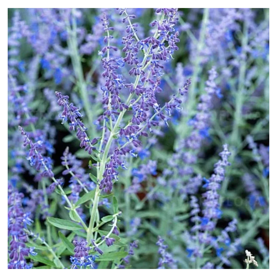 Perovska atriplicifolia Zasha Perowska- Rośliny od Ogrodnika Szkółka Barcikowscy