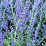 Perovska atriplicifolia Zasha Perowska- Rośliny od Ogrodnika Szkółka Barcikowscy