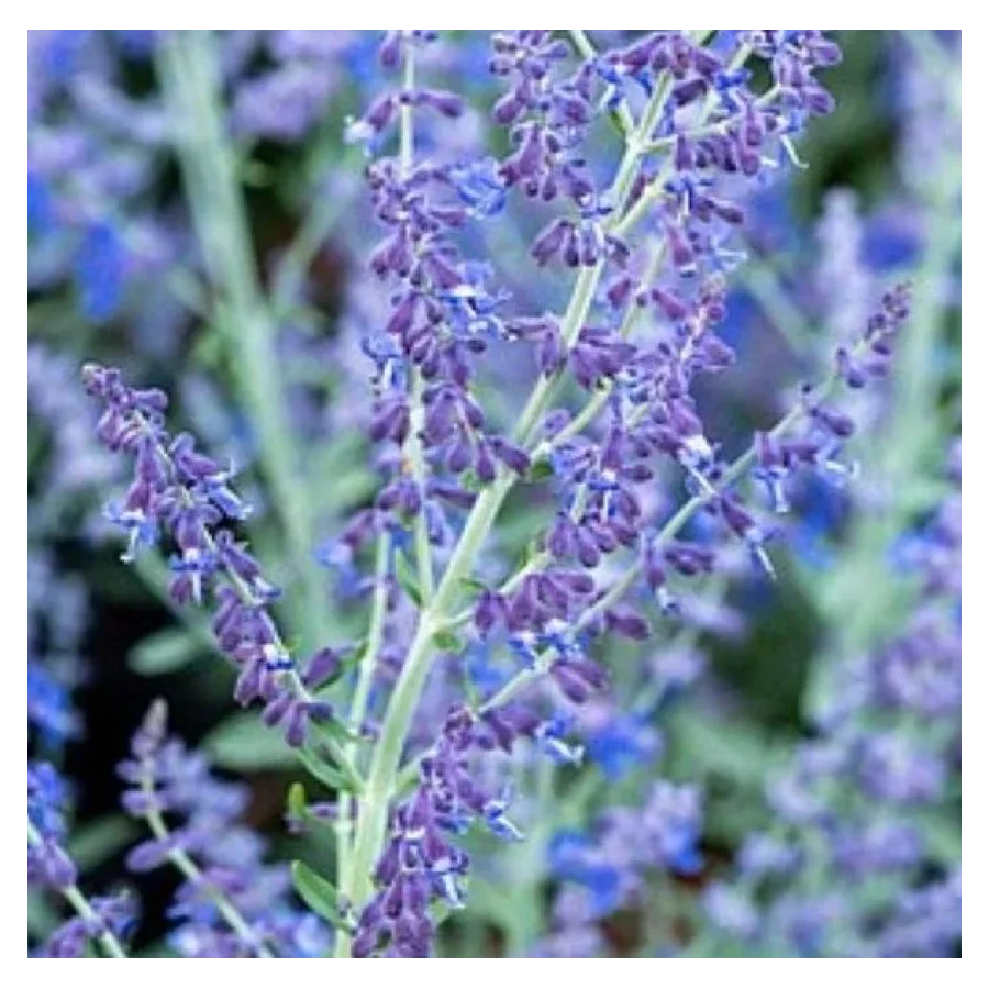 Perovska atriplicifolia Zasha Perowska- Rośliny od Ogrodnika Szkółka Barcikowscy